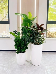 余姚盆景租摆挑花眼？这家是你的不二之选！